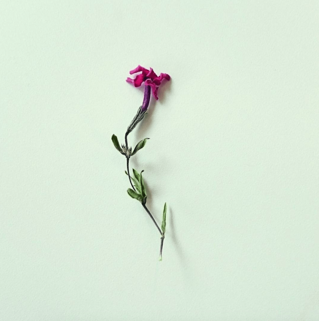 A small flower with magenta petals against a blank, off-white background.